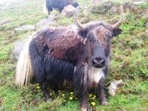 I couldn't find a picture on here of milk toffee, so here's a picture I took in 2011 of a Nepalese Yak.